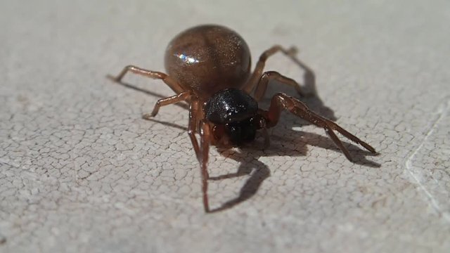 Brown spider moving its mouthpieces and its pedipalps 