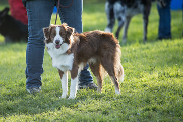 border collie