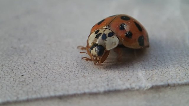many dots ladybug cleaning its front legs 