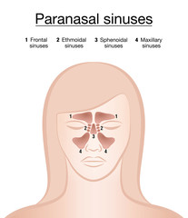 Paranasal sinuses - female face. Frontal, ethmoidal, sphenoidal and maxillary sinuses. Isolated vector illustration on white background.