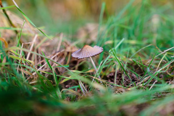 Mushroom between grass