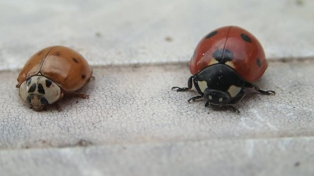 Two ladybugs, the more red one moves more 
