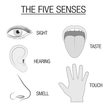 Eye, ear, tongue, nose and hand - five senses chart with sensory organs and appropriate designation sight, hearing, taste, smell and touch - schematic isolated vector illustration on white background.
