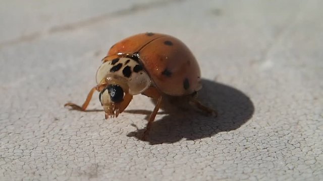 Ladybug matted in spider silk