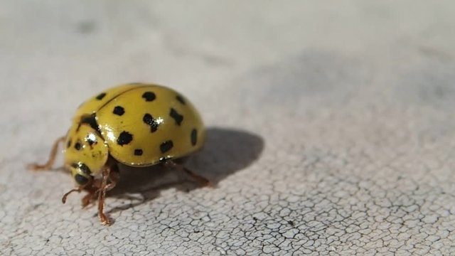 Two ladybugs, the red one leaves 