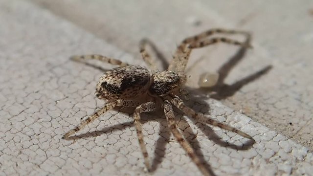 Brown spider cleaning one of its legs