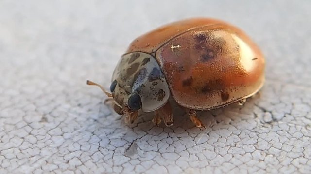 Little red ladybug movig very little 