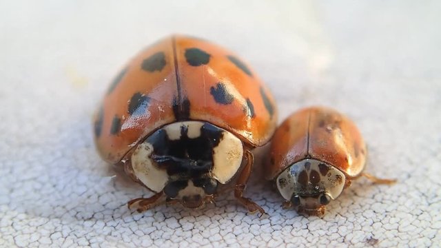 Two ladybugs, the bigger one moves a little 