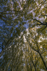 Trees in the sky 2