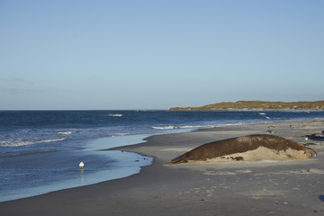 Male Southern Elephant Seal (Mirounga leonina) lying on a sandy beach on Sea Lion Island in the...