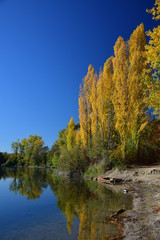 Gelbes Herbstlaub