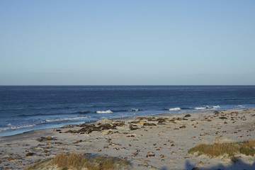 Group of Southern Elephant Seals (Mirounga leonina) lying on a sandy beach on Sea Lion Island in...