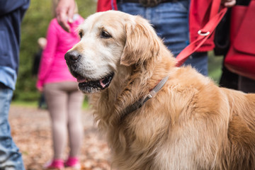 golden retrievers