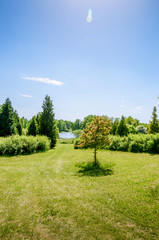 Fototapeta na wymiar A grassy path to the lake around a small tree.