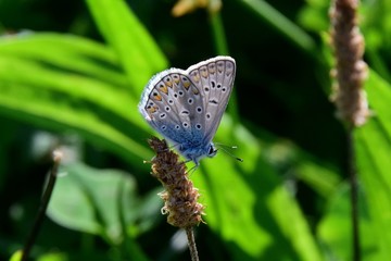 Ein Hauhechel-Bläuling (Schmetterling)