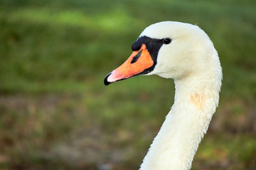 Fototapeta premium Portrait of a white swan floating on the lake in Poland.