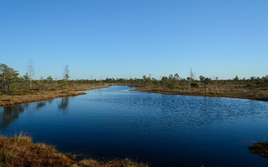 Swamps wetland landscape in Kemeri national park. Dwarf pines and small lake.