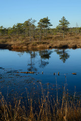 Swamps wetland landscape in Kemeri national park. Dwarf pines and reflection in water