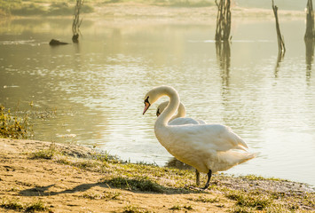 Fototapeta premium white beautiful Swan