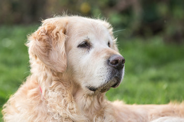 golden retrievers