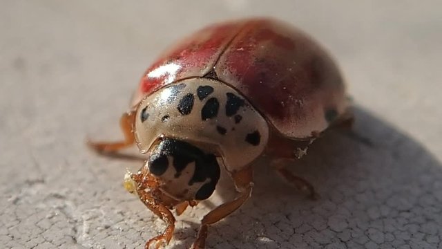 Red and white ladybug, close frame  