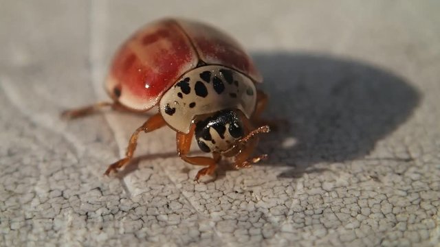 Red and white ladybug
