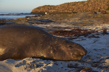 Male Southern Elephant Seal (Mirounga leonina) lying on a sandy beach on Sea Lion Island in the Falkland Islands.
