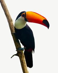 Toucan Toco bird sitting on a branch isolated on white background. Also known as the common toucan or toucan