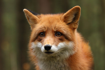 Fox in the autumn forest