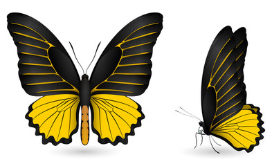 Set of colorful butterflies. Front and side view