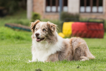 border collie