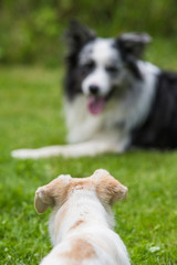 Hunde liegen sich gegenüber