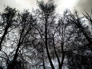Fototapeta premium The dark branches of trees on the sky. Black and white. Dark Halloween background