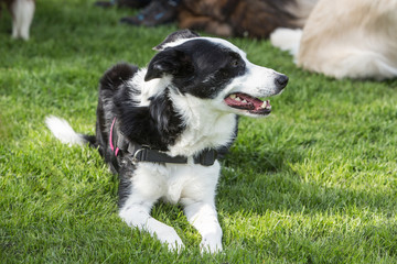 border collie