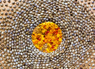 Quail eggs and orange flowers, closeup, top view