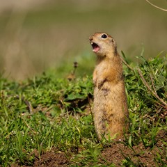 Naklejka na ściany i meble Ground squirrel (Spermophilus pygmaeus) standing in the grass and shouts
