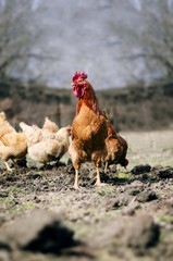 rooster animal portrait