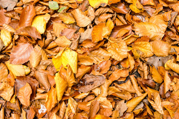 Herbstlaub aus der Vogelperspektive