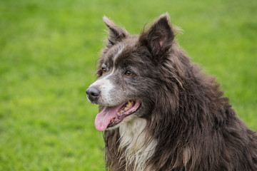 Fototapeta premium border collie