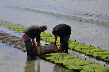 Ostréiculteurs en Normandie  © Dolores