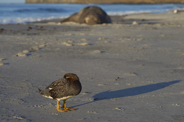 Falkland Steamer Duck (Tachyeres brachypterus) on a sandy beach on Sea Lion Island in the Falkland Islands.