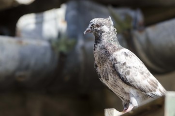 pigeon bird
