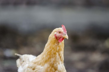 chicken portrait