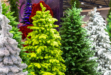 Xmas trees with snow decoration, new year