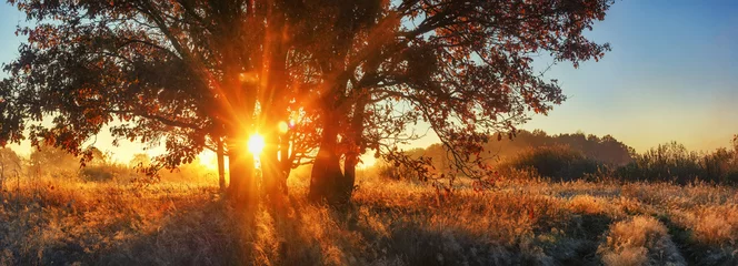 Foto op Plexiglas Natuur Panoramisch herfstlandschap. Heldere zonnestralen door tak boom op weide. Landschap herfst natuur voor banner. Levendige zonnestralen door grote boom. Kleurrijke natuur op zonsopgang.