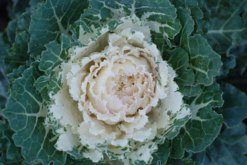 Ornamental cabbage with white leaves. Decorative vegetables. Decorative autumnal bedding plant.