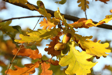 Eicheln am Baum im Herbst