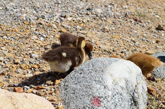 Sibling rivalry doesn't exist when there is enough duck food