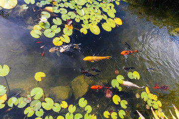 colored carp in the pond