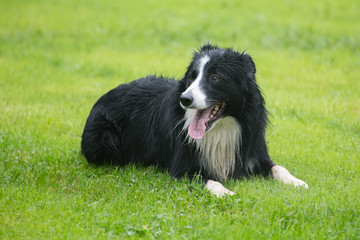 Fototapeta premium border collie